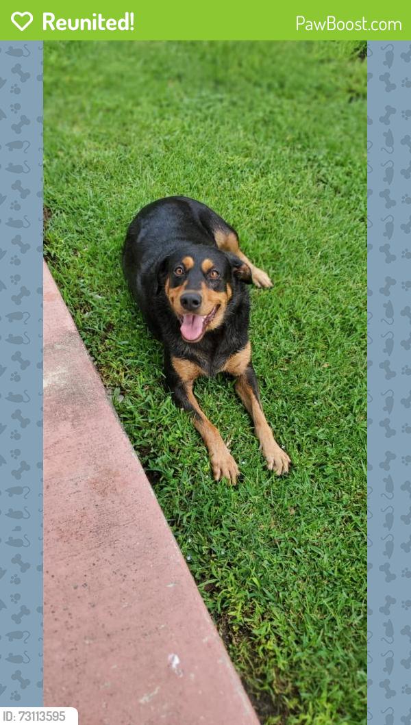 Reunited Female Dog last seen Fiesta mart, Houston, TX 77093