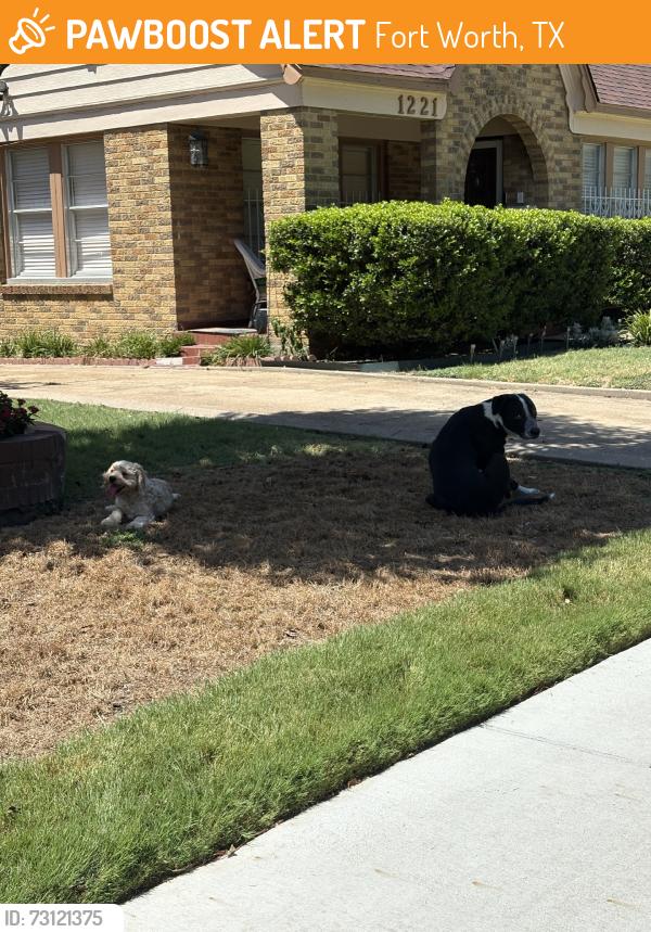 Found/Stray Unknown Dog last seen South Henderson, Fort Worth, TX 76109