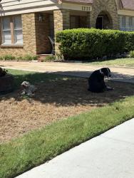 Found/Stray Unknown Dog last seen South Henderson, Fort Worth, TX 76109