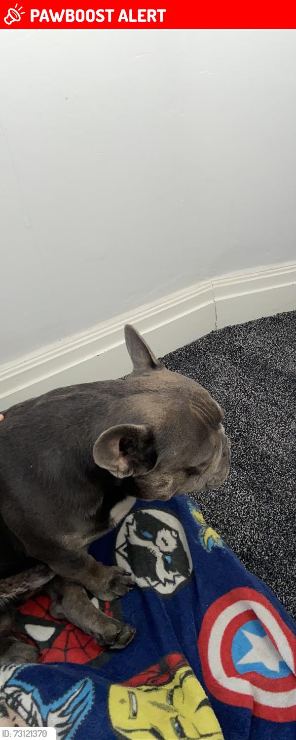 Lost Male Dog last seen Milton keymes , Milton Keynes, England 