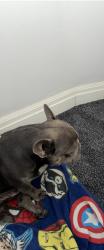 Lost Male Dog last seen Milton keymes , Milton Keynes, England 