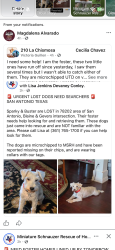 Lost Male Dog last seen Blaine and Gevers or Blaine and N New Braunfels, San Antonio, TX 78202