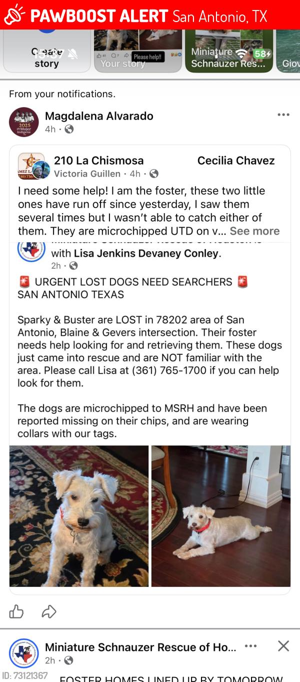 Lost Male Dog last seen Blaine and Gevers or Blaine and N New Braunfels, San Antonio, TX 78202