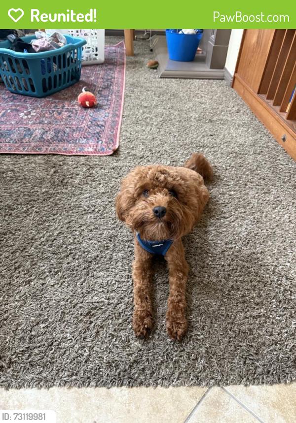 Reunited Male Dog last seen Logger trail, Temecula, CA 92592
