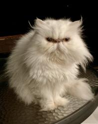 Lost Female Cat last seen Marsh Road. Cross Street is Beach Rd. Behind CVS, Tiburon, CA 94920