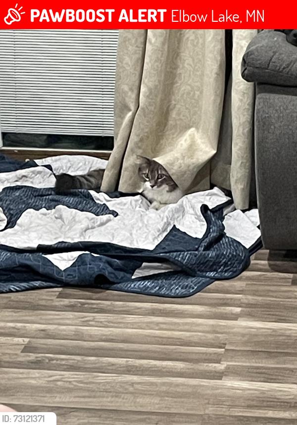 Lost Male Cat last seen Elbow lake and Ashby, Erdahl, MN 56531