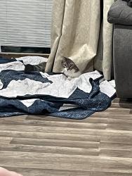 Lost Male Cat last seen Elbow lake and Ashby, Erdahl, MN 56531