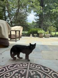 Found/Stray Unknown Cat last seen Staunton and St Laurent, Greensboro, NC 27410