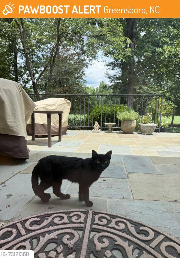 Found/Stray Unknown Cat last seen Staunton and St Laurent, Greensboro, NC 27410