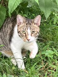Found/Stray Male Cat last seen Hayfield Drive, Knoxville, TN 37922