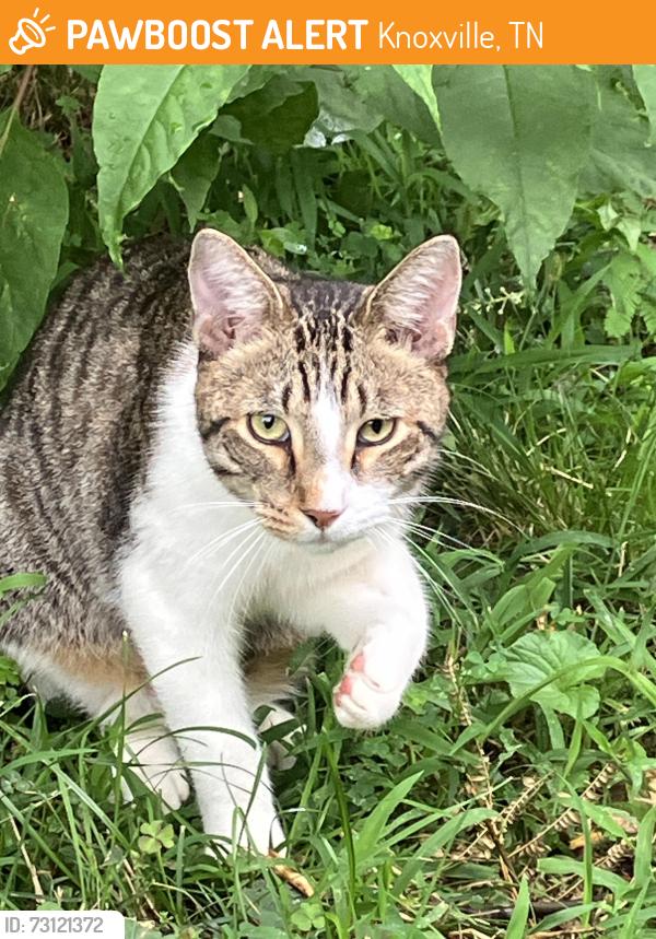 Found/Stray Male Cat last seen Hayfield Drive, Knoxville, TN 37922