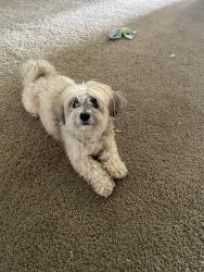 Reunited Female Dog last seen Near the Huddle in Easley, Easley, SC 29640