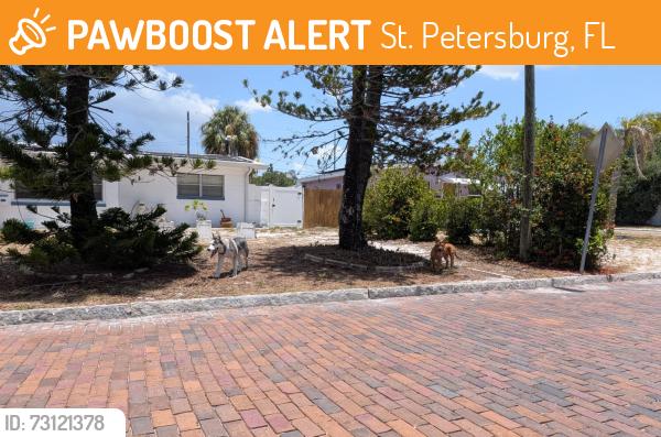 Found/Stray Unknown Dog last seen 64th and bougainvilla, St. Petersburg, FL 33707