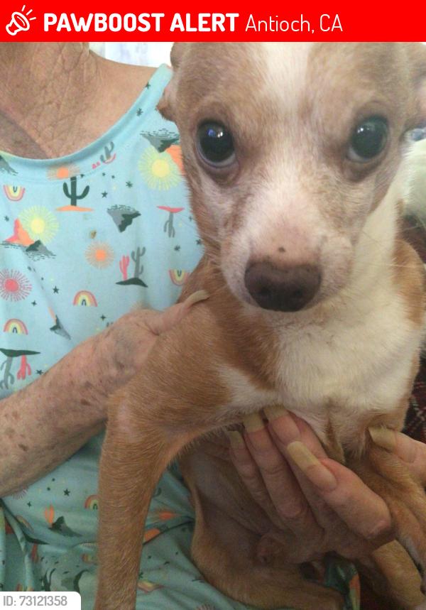 Lost Male Dog last seen Bellflower drive, Antioch, CA 94531