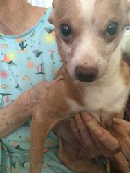Lost Male Dog last seen Bellflower drive, Antioch, CA 94531