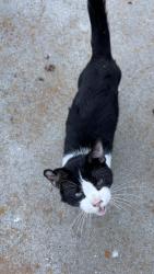 Found/Stray Male Cat last seen Latigo, Angels Camp, CA 95222