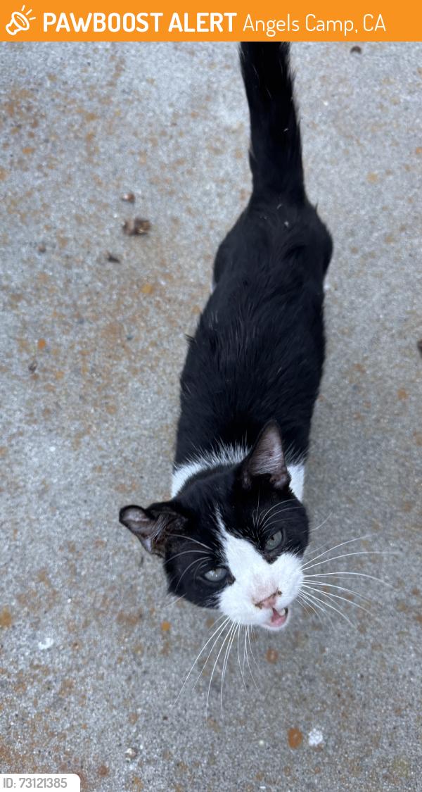 Found/Stray Male Cat last seen Latigo, Angels Camp, CA 95222