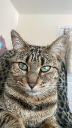 Reunited Female Cat last seen Near rue gohier, saint-laurent, Montréal, QC H4L 3K3