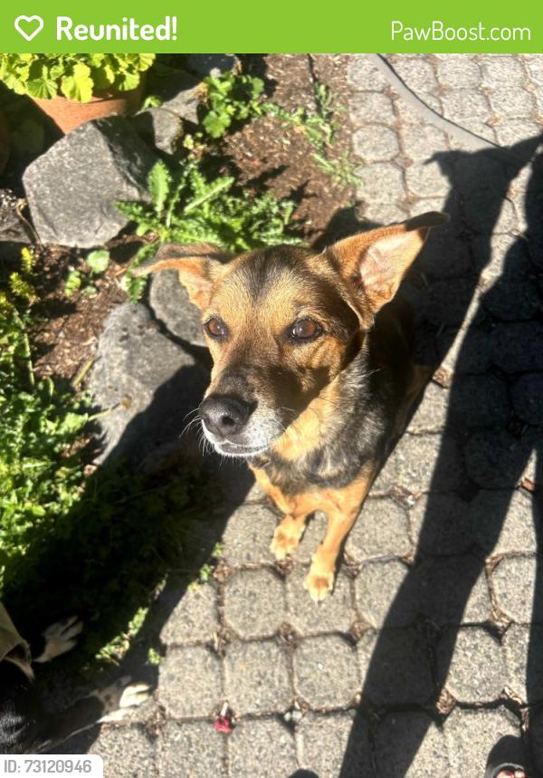Reunited Female Dog last seen SW Spring Garden Court & SW 37th Ave, Portland, OR 97219