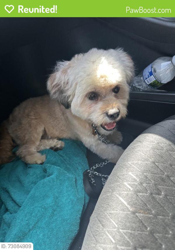 Reunited Male Dog last seen 119th s state, Chicago, IL 60628