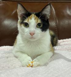 Lost Female Cat last seen Mckenderee park, TX 77041, Houston, TX 77041