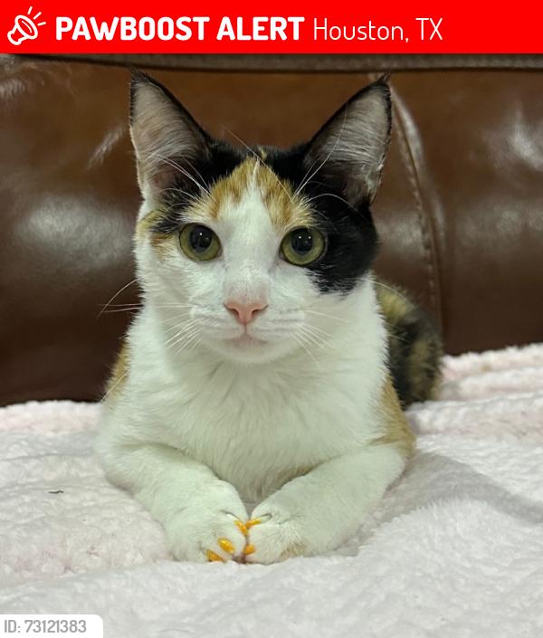 Lost Female Cat last seen Mckenderee park, TX 77041, Houston, TX 77041