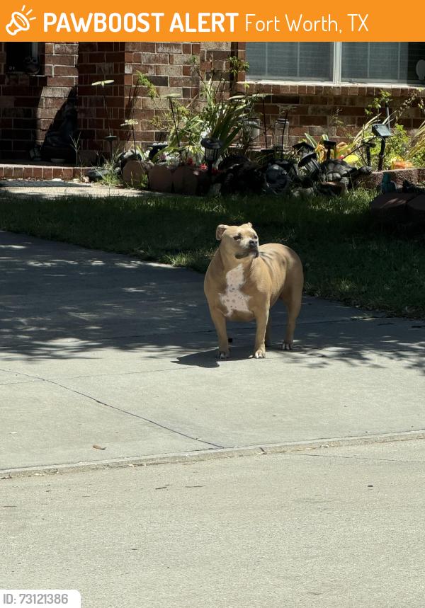 Found/Stray Female Dog last seen Granbury Road, Fort Worth, TX 76123