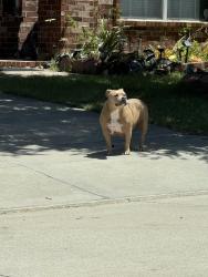 Found/Stray Female Dog last seen Granbury Road, Fort Worth, TX 76123