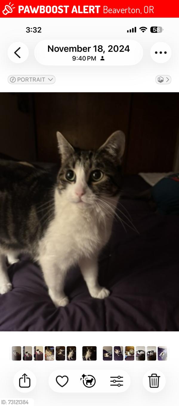 Lost Female Cat last seen Behind hunters run apmts, Beaverton, OR 97006