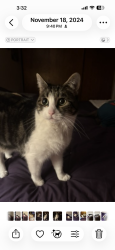 Lost Female Cat last seen Behind hunters run apmts, Beaverton, OR 97006