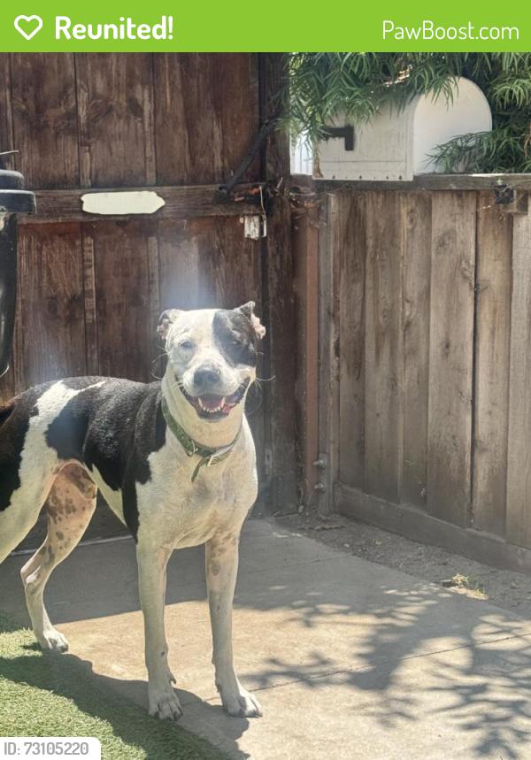 Reunited Male Dog last seen Near, Venice, CA 90291
