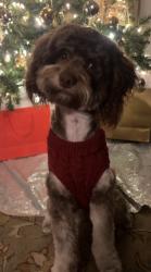 Lost Male Dog last seen Near San Lucas st, McFarland, CA 93250