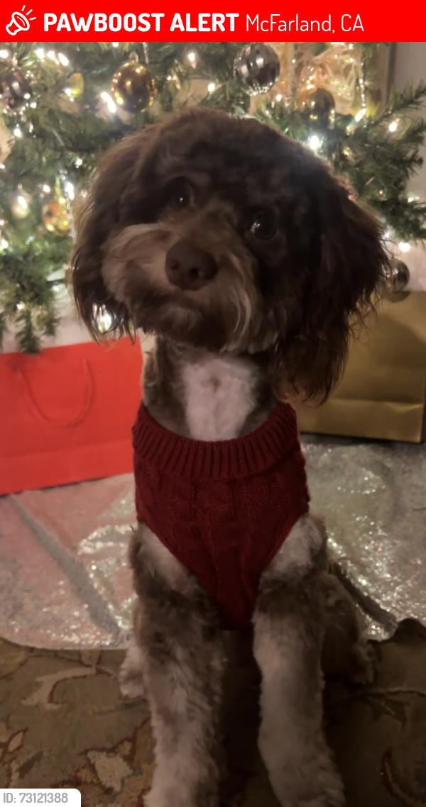 Lost Male Dog last seen Near San Lucas st, McFarland, CA 93250