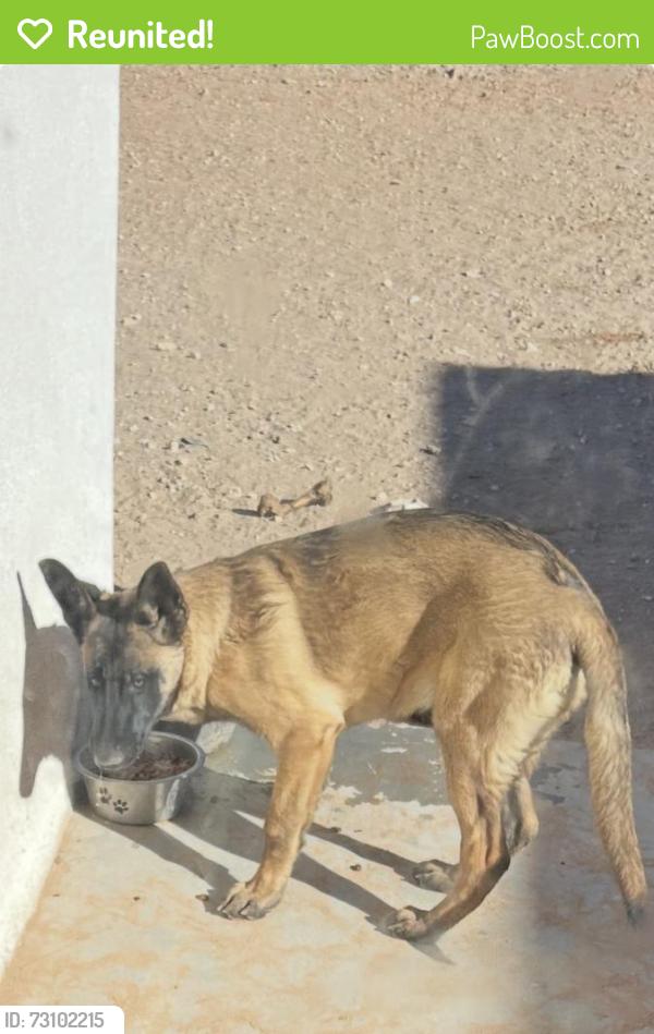 Reunited Female Dog last seen Krag and Montana, El Paso County, TX 79938