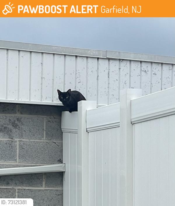 Found/Stray Unknown Cat last seen Clark st, Garfield, NJ 07026