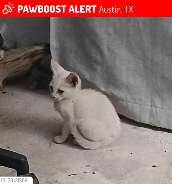 Found/Stray Female Cat last seen Bluff springs and Mozelle lane, Austin, TX 78744