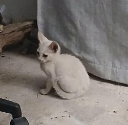 Found/Stray Female Cat last seen Bluff springs and Mozelle lane, Austin, TX 78744