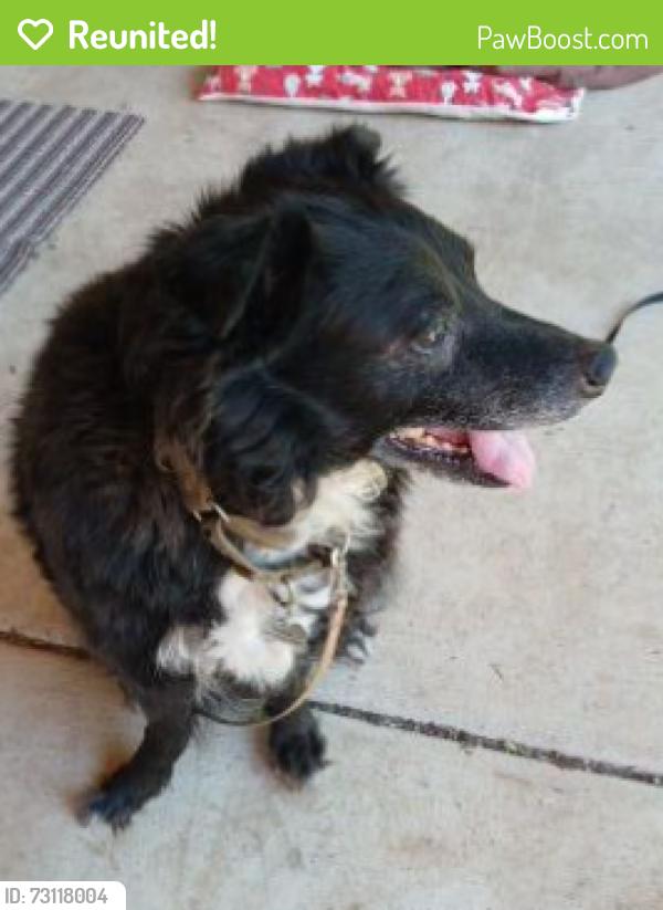 Reunited Male Dog last seen NE Cully Blvd and NE 56th Ave., Portland, OR 97218