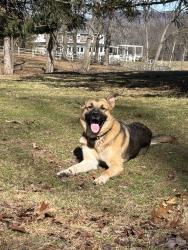Lost Male Dog last seen Rolling Turf golf course, Schwenksville, PA 19473