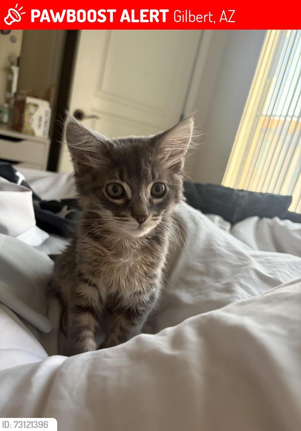 Lost Male Cat last seen Val vista and pecos, Gilbert, AZ 85295