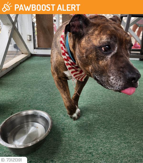 Found/Stray Female Dog last seen Sylvan Drive, South Williamsport, PA 17702