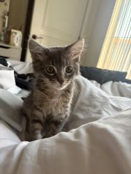Lost Male Cat last seen Val vista and pecos, Gilbert, AZ 85295