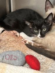 Shelter Stray Female Cat last seen Near Grey Fox Way, South Fulton, GA, 1251 Fulton Industrial Blvd NW, Atlanta, GA 30336, USA