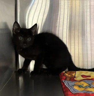 Shelter Stray Female Cat last seen Near Grey Fox Way, South Fulton, GA, 1251 Fulton Industrial Blvd NW, Atlanta, GA 30336, USA