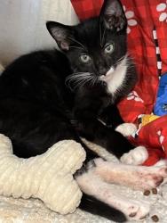 Shelter Stray Male Cat last seen Near Grey Fox Way, South Fulton, GA, 1251 Fulton Industrial Blvd NW, Atlanta, GA 30336, USA