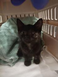 Shelter Stray Female Cat last seen Near Foundeers Dr, Atlanta, GA, 1251 Fulton Industrial Blvd NW, Atlanta, GA 30336, USA