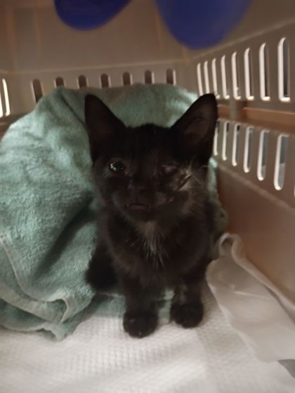 Shelter Stray Female Cat last seen Near Foundeers Dr, Atlanta, GA, 1251 Fulton Industrial Blvd NW, Atlanta, GA 30336, USA