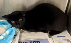 Shelter Stray Unknown Cat last seen Near Peachford Rd. 1229, 30338, GA, 3280 Chamblee Dunwoody Rd, Chamblee, GA 30341, USA