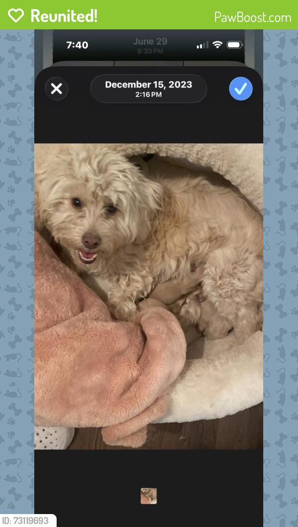 Reunited Female Dog last seen Near W Santa Ana Ave, Clovis, CA 93612, USA, Clovis, CA 93612
