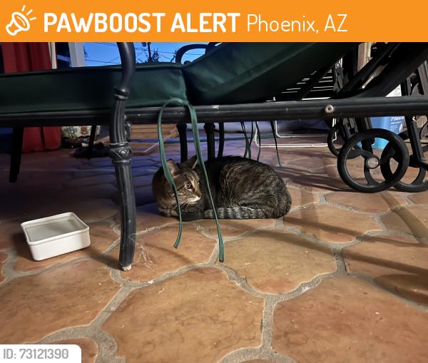 Found/Stray Male Cat last seen 17th Ave. & Orangewood, Phoenix 85021, Phoenix, AZ 85029